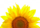Sunflower isolated on white background Wall Decal