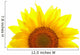 Sunflower isolated on white background Wall Decal