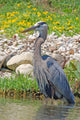 Great Blue Heron Wall Mural