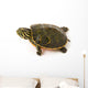 Baby Turtle against White Wall Decal