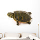 Baby Turtle against White Wall Decal