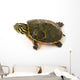 Baby Turtle against White Wall Decal
