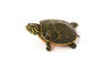 Baby Turtle against White Wall Decal