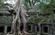 Jungle Temple Ta Prohm Wall Mural