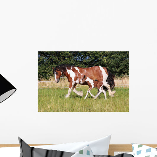 Gypsy Horse Foal Wall Mural