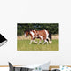 Gypsy Horse Foal Wall Mural