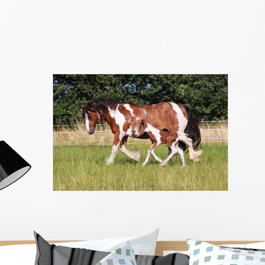 Gypsy Horse Foal Wall Mural