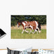 Gypsy Horse Foal Wall Mural