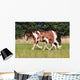 Gypsy Horse Foal Wall Mural