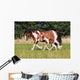 Gypsy Horse Foal Wall Mural