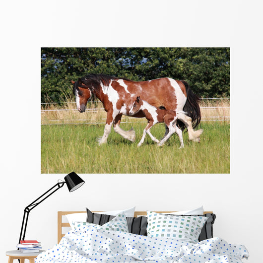 Gypsy Horse Foal Wall Mural