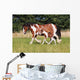 Gypsy Horse Foal Wall Mural