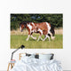 Gypsy Horse Foal Wall Mural