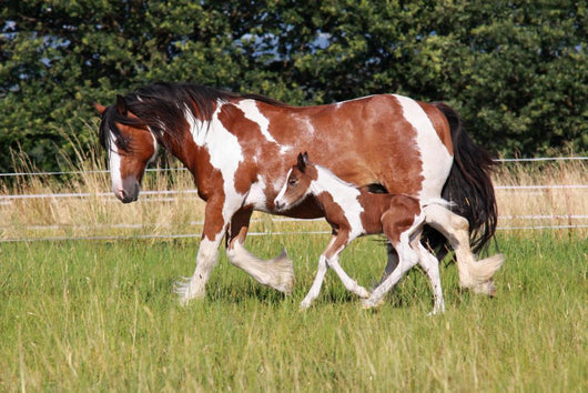 Gypsy Horse Foal Wall Mural