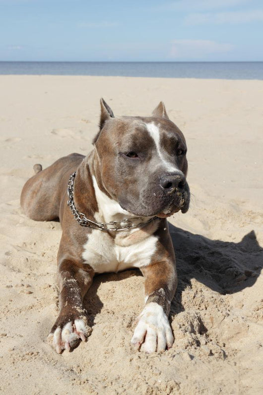 pitbull tobacco va beach & MORE - Updated July 2026 - 2093 General Booth Blvd, Virginia Beach, Virginia - Head Shops - Phone Number FurryFriday Meet Victoria, our Pitbull