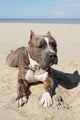 American Pitbull on Beach Wall Mural