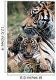 Tiger Cubs with Mum
