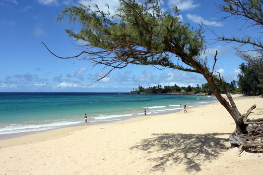 Maui Beach Framed Tree