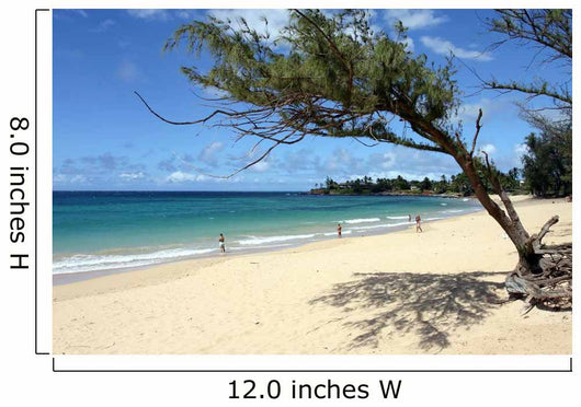 Maui Beach Framed Tree