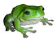 Green Tree Frog Wall Decal
