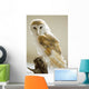 Barn Owl Wall Mural