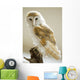 Barn Owl Wall Mural