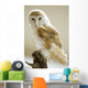 Barn Owl Wall Mural