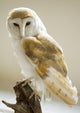 Barn Owl Wall Mural