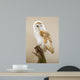 Barn Owl