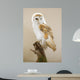 Barn Owl