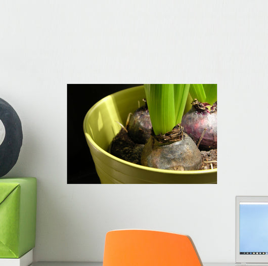Hyacinth bulbs Wall Mural