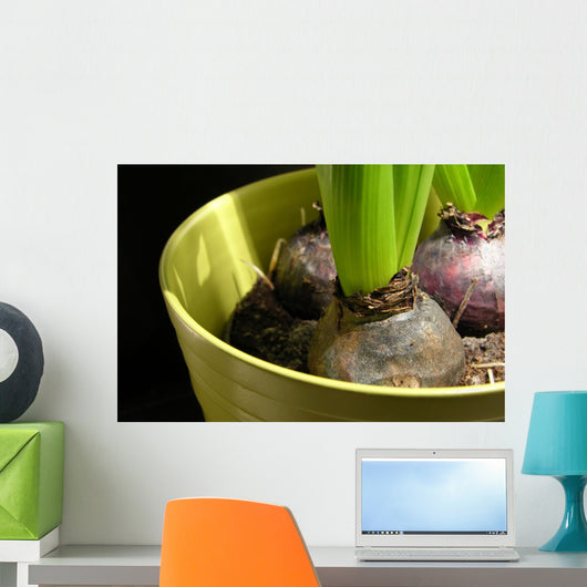 Hyacinth bulbs Wall Mural