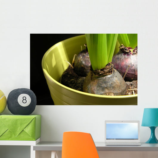 Hyacinth bulbs Wall Mural