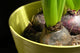 Hyacinth bulbs Wall Mural