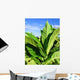 Tobacco Plantation Wall Decal