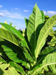 Tobacco Plantation Wall Decal