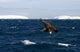 Iceberg Antarctic Detail Wall Decal