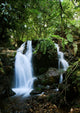 Bwindi Forest Waterfalls Wall Mural