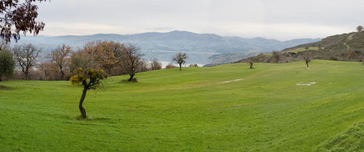 Pollino 1