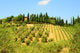 Hill Of Tuscany Wall Mural