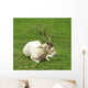 Addax Antelope Wall Mural