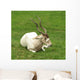 Addax Antelope Wall Mural