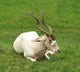 Addax Antelope Wall Mural