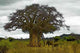 Baobab Wall Decal