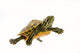 Baby Turtle Wall Mural