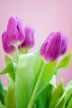 purple tulips Wall Mural