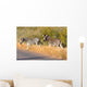 Zebres Wall Mural