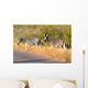 Zebres Wall Mural