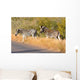 Zebres Wall Mural