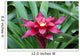 A red Lingulata Guzmania Bromeliad Wall Mural